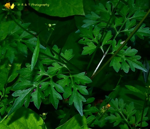 {Bidens bipinnata}